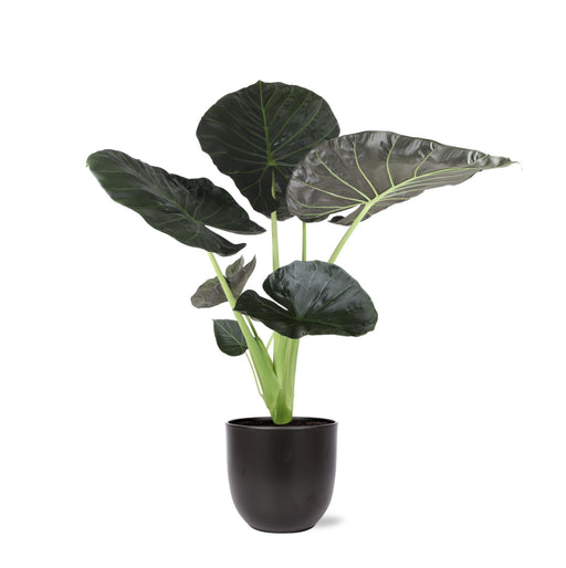 Alocasia Regal Shield Og Dets Potte