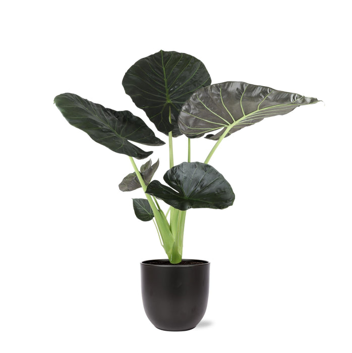 Alocasia Regal Shield Og Dets Potte