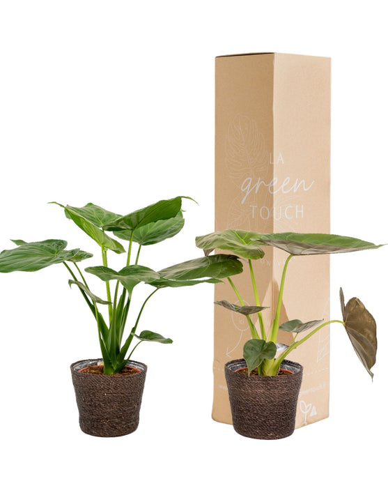 Alocasia Wentii - Sæt Med 2 Planter - Gaveæske