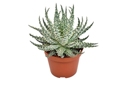 Aloe Mara H15Cm - Indendørs Sukkulentplante