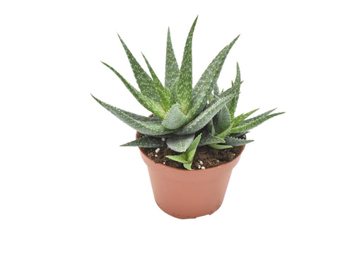 Aloe Migori H15Cm - Mini Indendørs Sukkulentplante