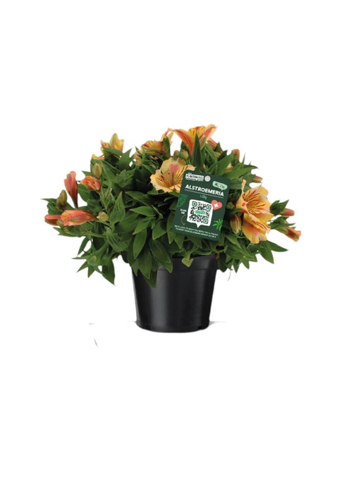 Alstroemeria Appelsintræ