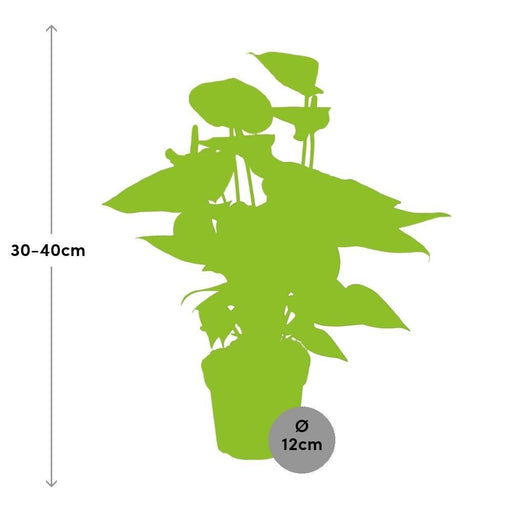 Anthurium Ferskendug