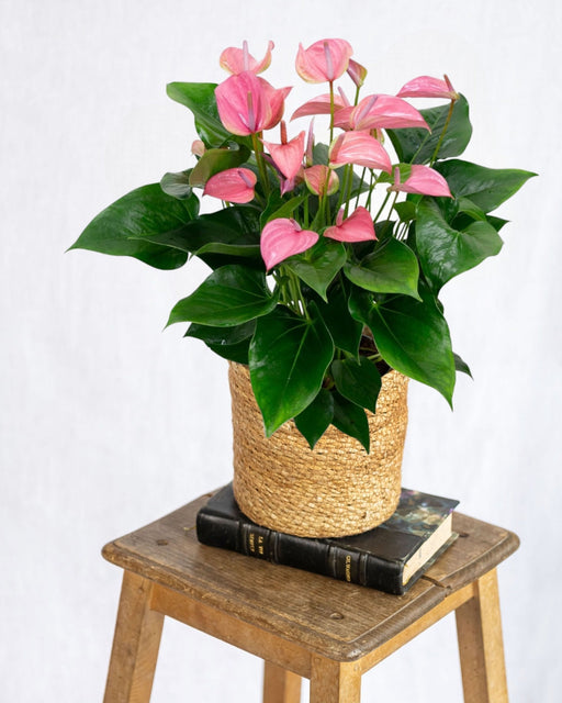 Powder Pink Anthurium