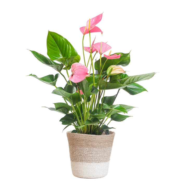 Pink Anthurium Og Dens Potte