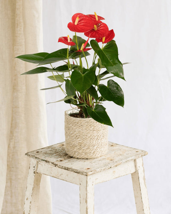 Rød Anthurium