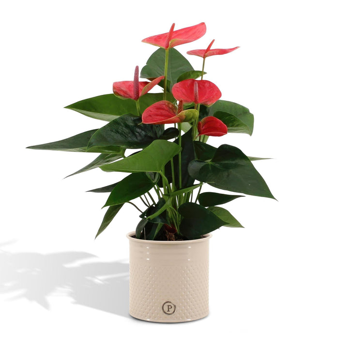 Rød Anthurium Og Dens Flødepotte