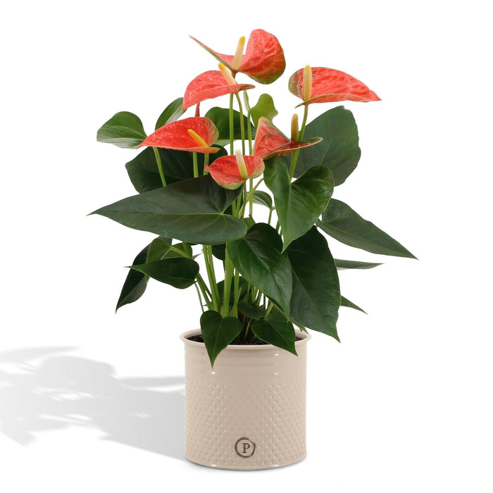 Anthurium Andreanum Prince Of Orange Inkl. Ren Zink - 45Cm - Ø12