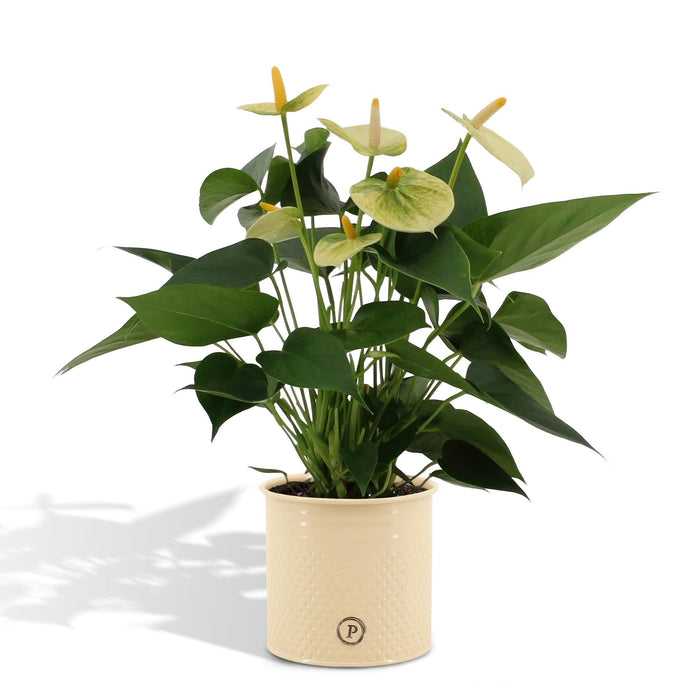 Anthurium Andreanum Vanilje Inkl. Ren Zink - 45Cm - Ø12