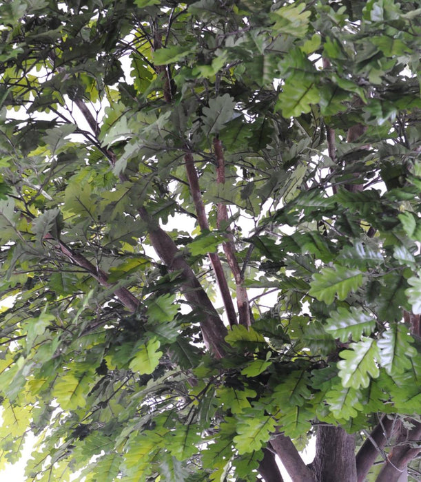 Kunstigt Egetræ Indendørs 300 Cm