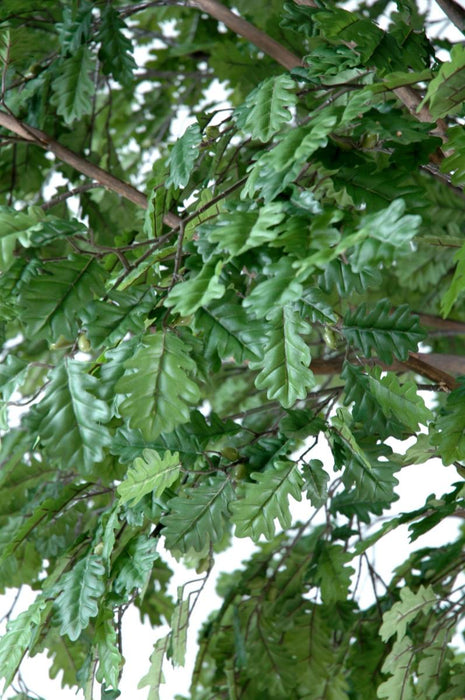 Kunstigt Egetræ Indendørs 300 Cm