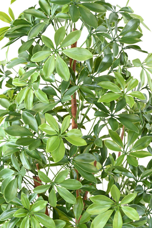 Choisya Kunstigt Træ 180 Cm Til Udendørs