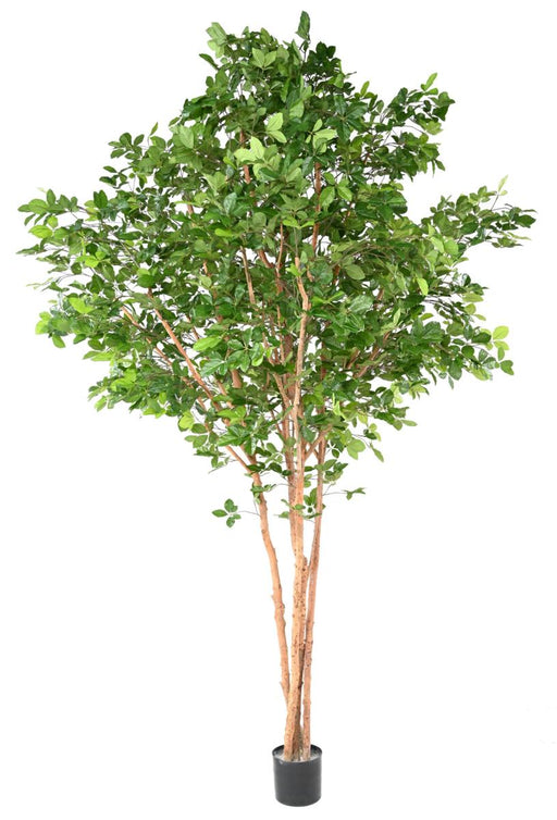 Kunstigt Bøgetræ Grandifolia 350Cm Indvendig Dekoration