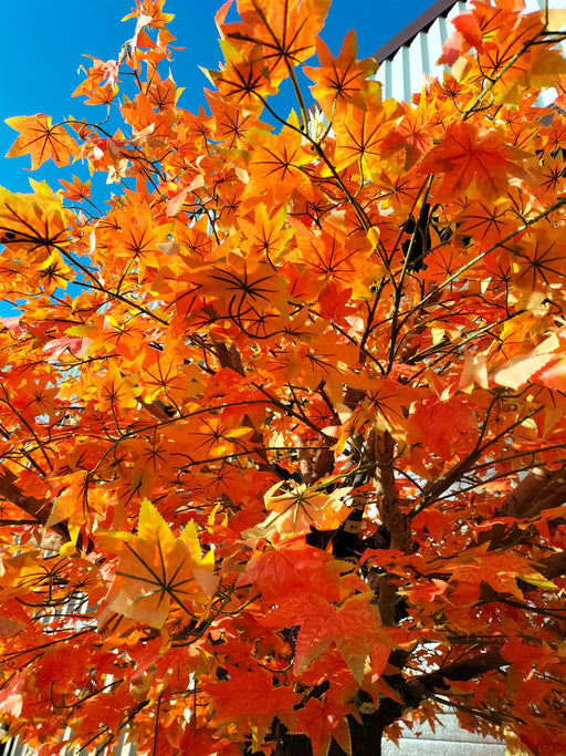 Kunstigt Appelsintræ Aralia Ahorn 300 Cm