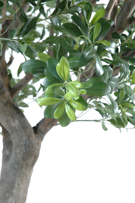 Kunstigt Pittosporum Træ 260 Cm Indvendig Dekoration