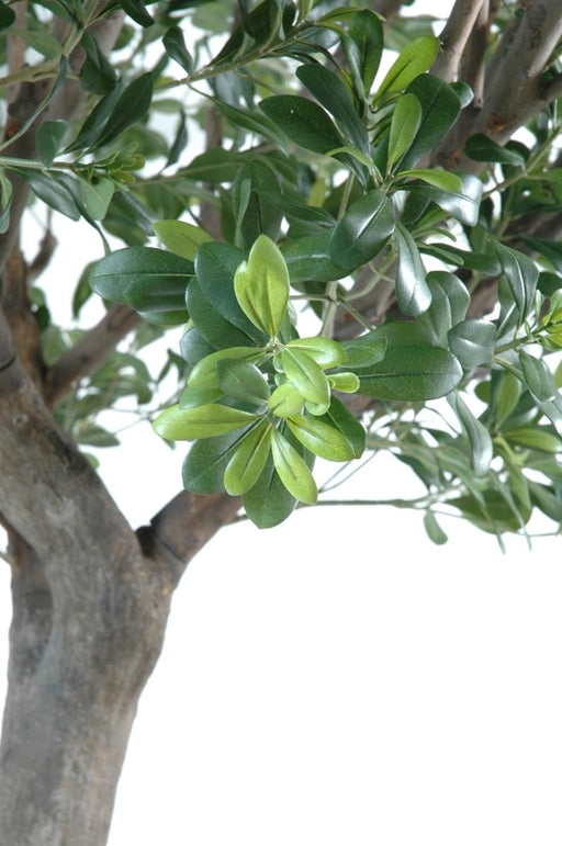 Kunstigt Pittosporum Træ 260 Cm Indvendig Dekoration