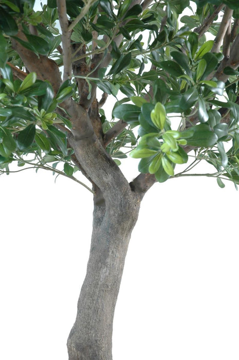 Kunstigt Pittosporum Træ 260 Cm Indvendig Dekoration