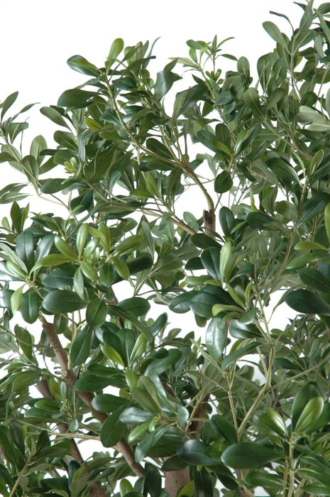 Kunstigt Pittosporum Træ 260 Cm Indvendig Dekoration