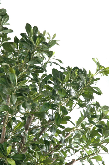 Kunstigt Pittosporum Træ 260 Cm Indvendig Dekoration