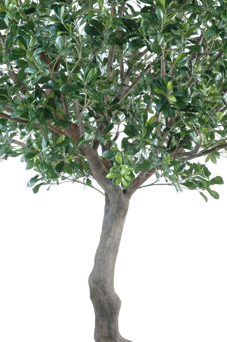 Kunstigt Pittosporum Træ 260 Cm Indvendig Dekoration