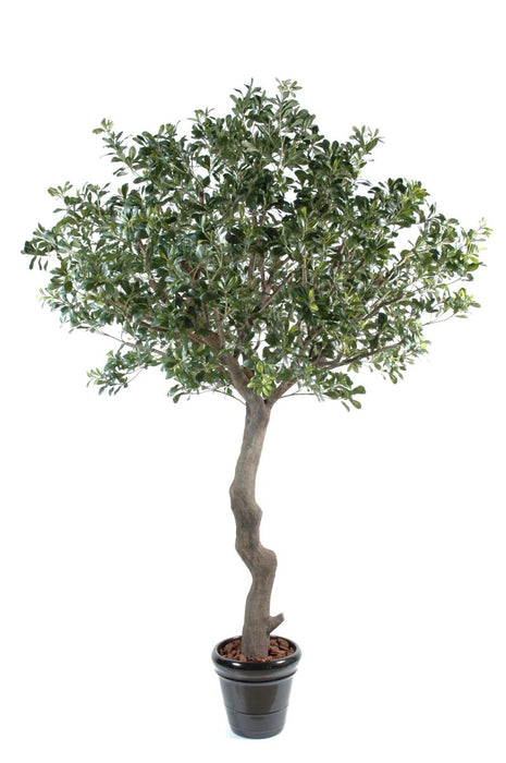 Kunstigt Pittosporum Træ 260 Cm Indvendig Dekoration