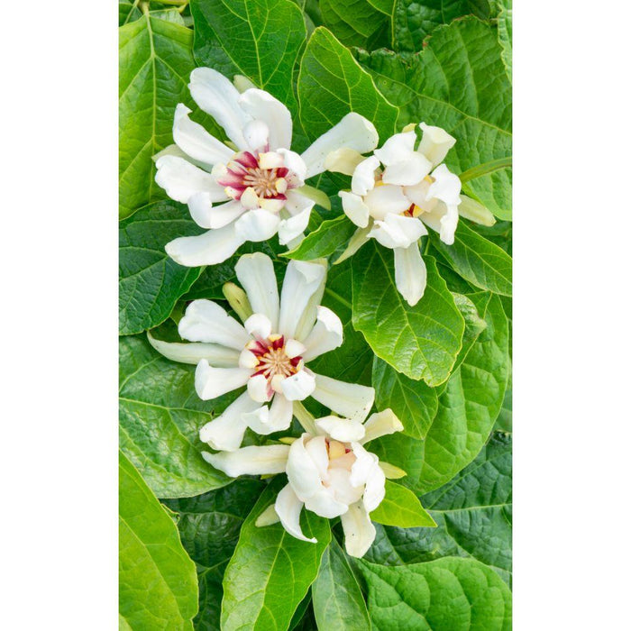 Anemone Træ - ↨30Cm - Ø19Cm - Blomstrende Udendørs Plante