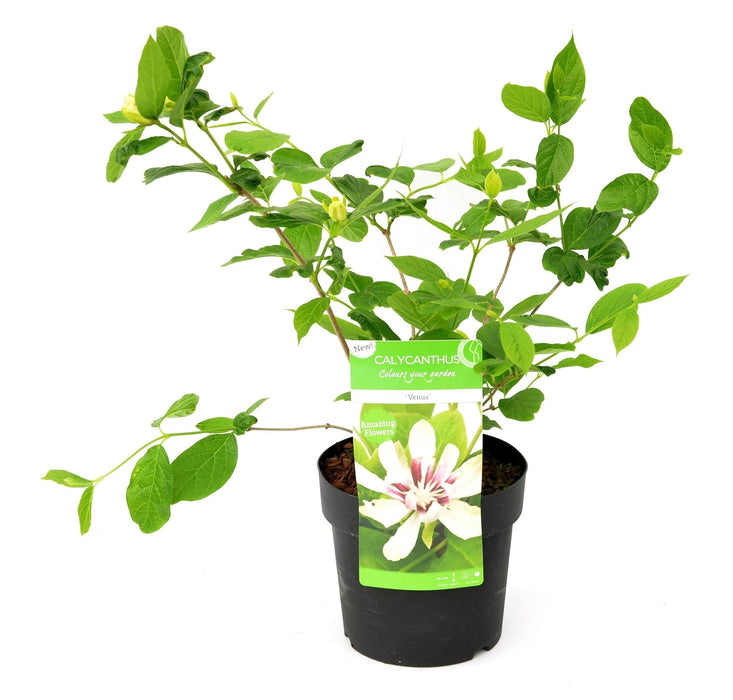 Anemone Træ - ↨30Cm - Ø19Cm - Blomstrende Udendørs Plante