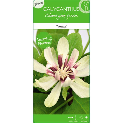 Anemone Træ - ↨30Cm - Ø19Cm - Blomstrende Udendørs Plante