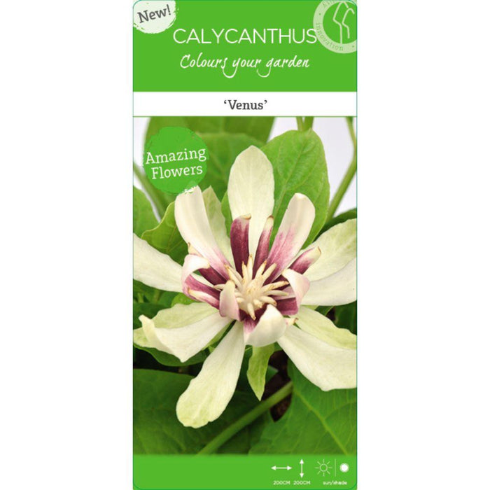 Anemone Træ - ↨30Cm - Ø19Cm - Blomstrende Udendørs Plante