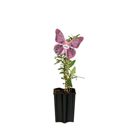 Sommerfugletræ D15Cm H55Cm