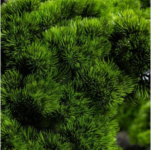 Kunstigt Japansk Træ H.200Cm Til Indendørs Udendørs