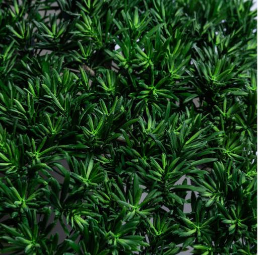 Kunstigt Japansk Podocarpus Træ Til Indendørs Udendørs