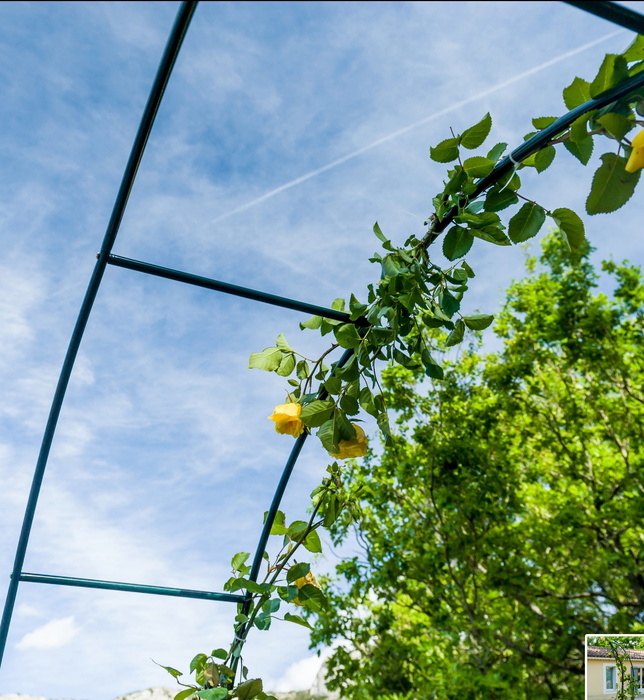 Havebue Klatring I Rosenbue
