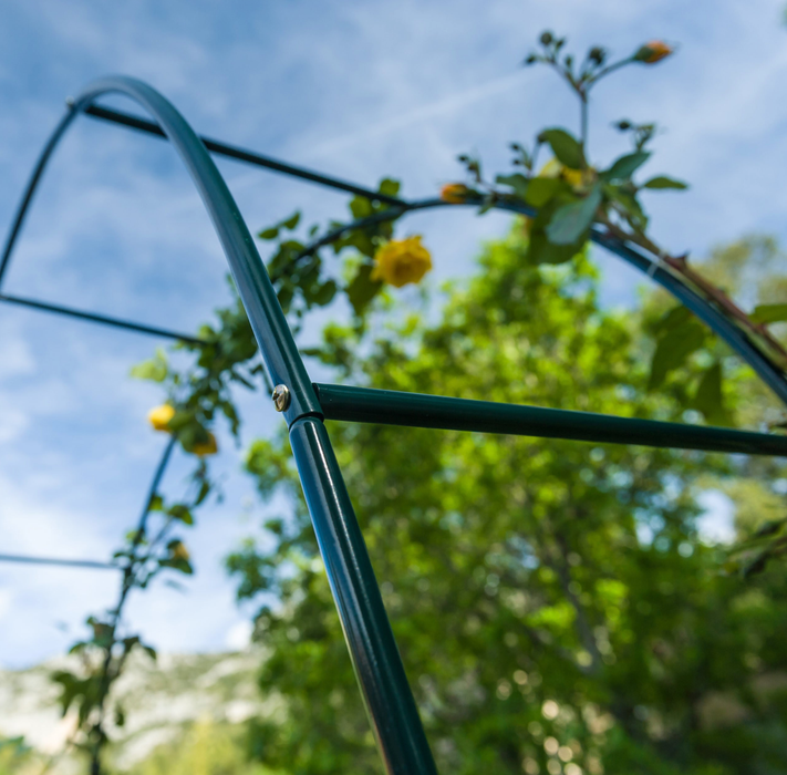 Havebue Klatring I Rosenbue