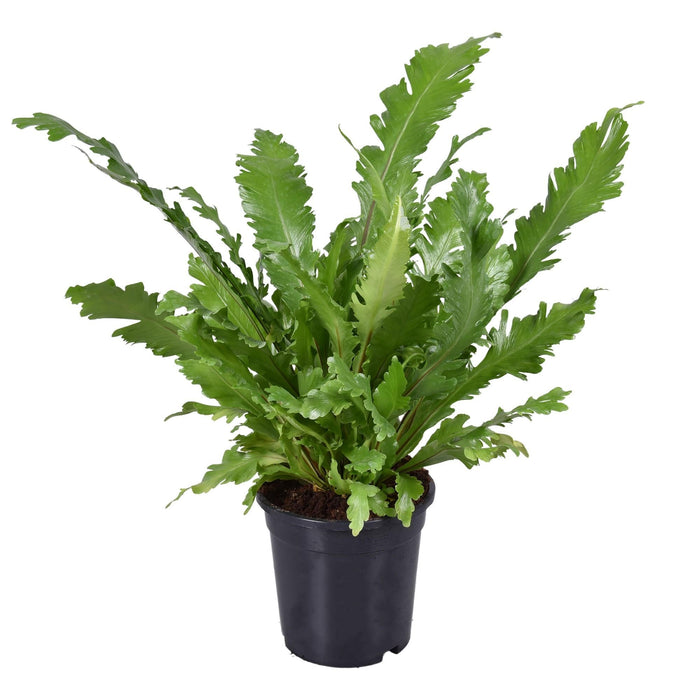 Asplenium 'Campio'