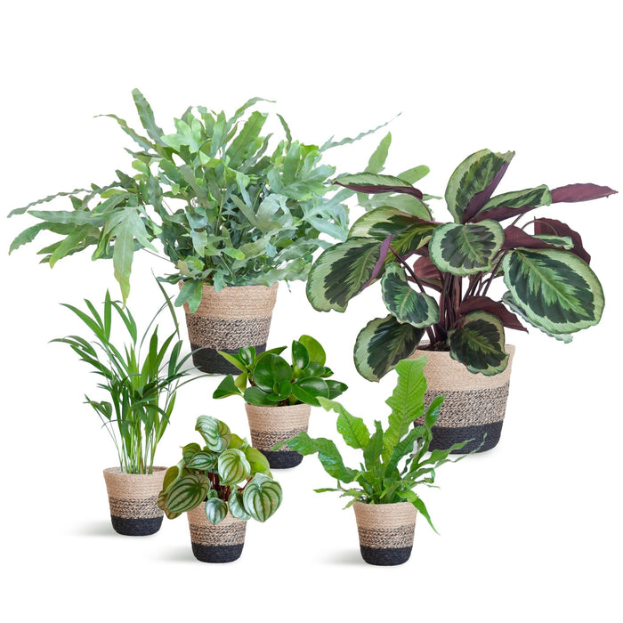 Sortiment Af 6 Kæledyrsvenlige Planter + Kurv