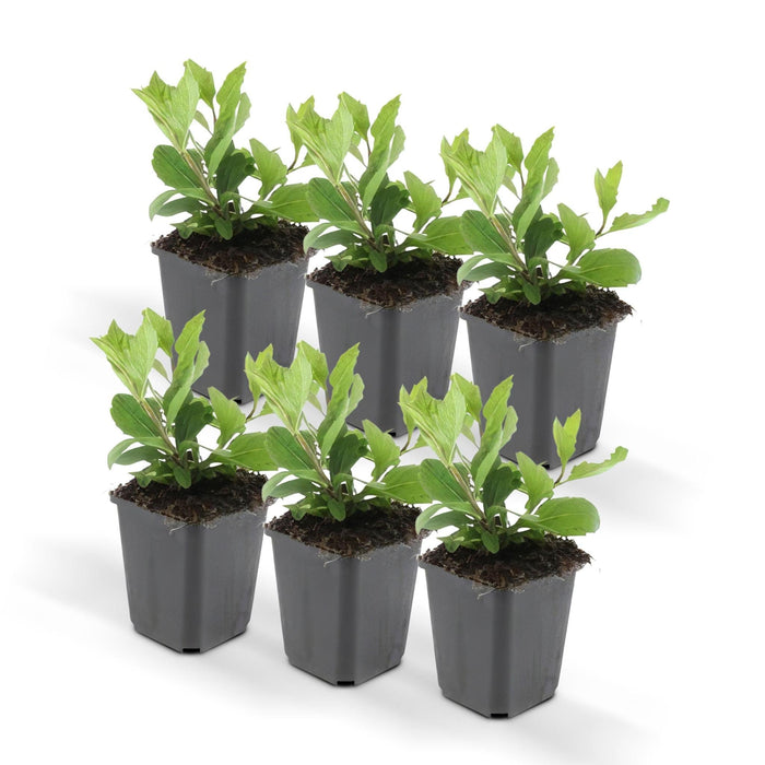 Aster Ageratoides 'Ashvi' - Sæt Med 6 Stk