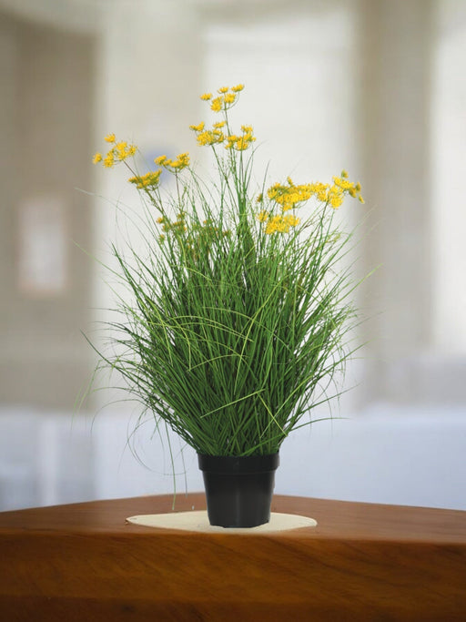 Asteraceae - Kunstgræs