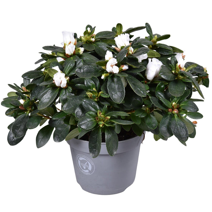 Hvid Azalea - Blomstrende Udendørs Plante