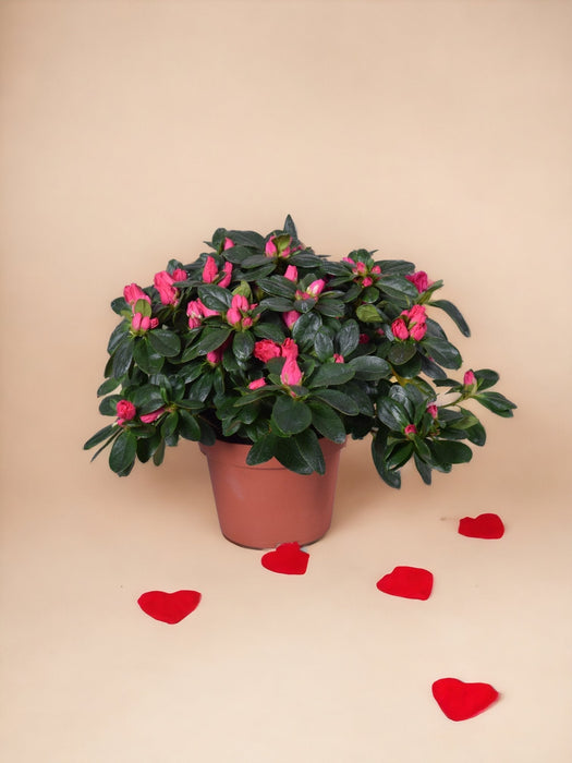 Fuschia Azalea - Blomstrende Udendørs Plante