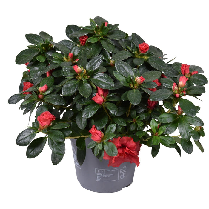 Jimmy Red Azalea - Blomstrende Udendørs Plante