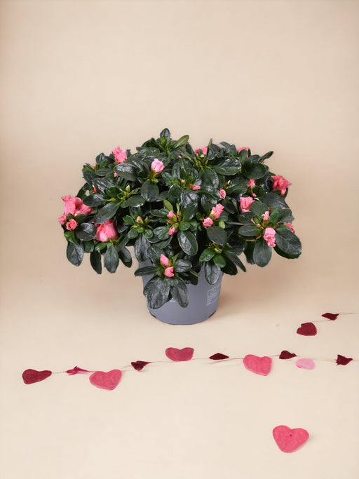 Pink Azalea - Blomstrende Udendørs Plante