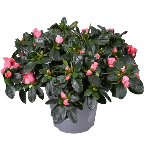 Pink Azalea - Blomstrende Udendørs Plante