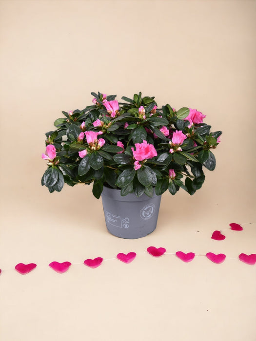 Pink Azalea - Udendørs Blomstrende Plante