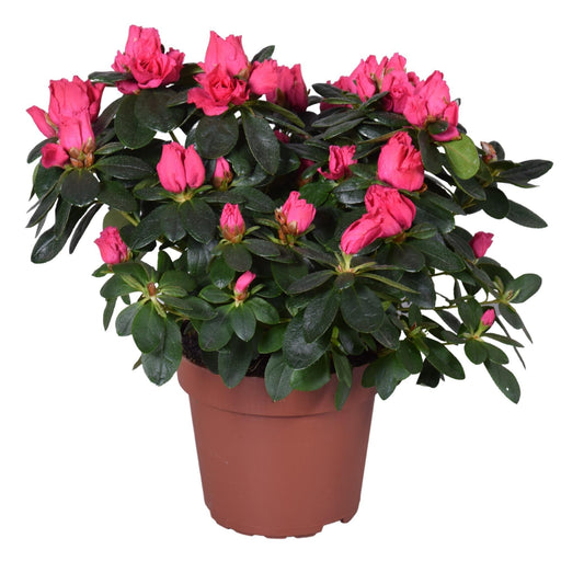 Vintage Pink Azalea - Blomstrende Udendørs Plante