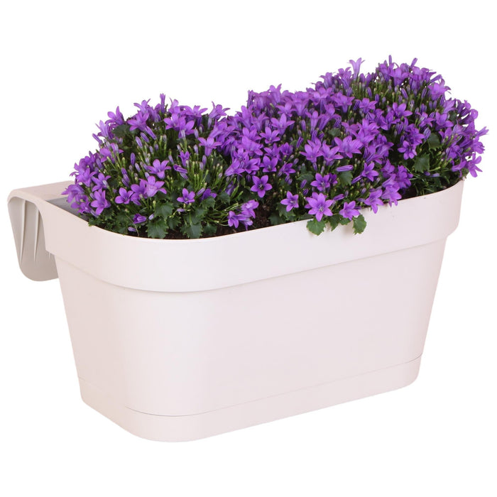 Hvid Balkonbak Med 3 Violet Campanula Addenda - Klokker
