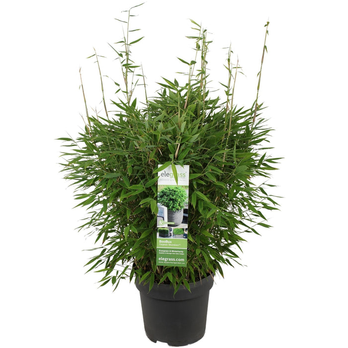 Bambus - Fargesia 'Moontars'® Boobux - ↨70Cm - Ø29 - Udendørs Plante
