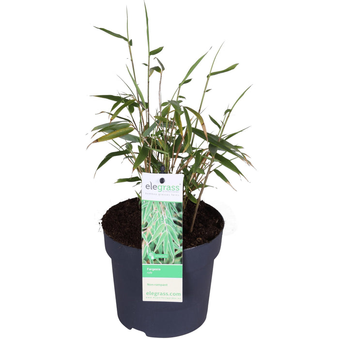 Bambus - Fargesia Rufa - ↨40Cm - Ø14 - Udendørs Plante