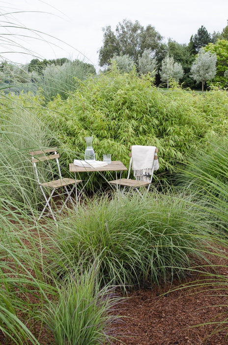 Bambus - Fargesia Rufa - ↨40Cm - Ø14 - Udendørs Plante