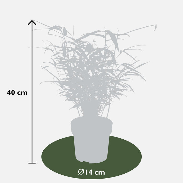 Bambus - Fargesia Rufa - ↨40Cm - Ø14 - Udendørs Plante